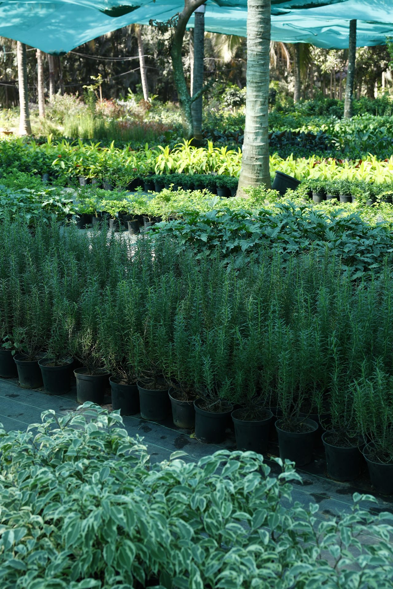 SBL Farm 2